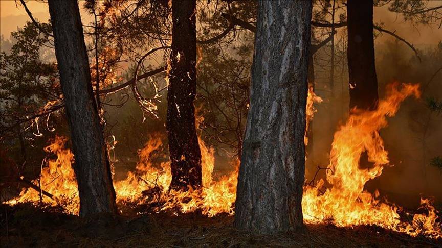 Orman yangınlarından bu yıl en fazla etkilenen 10 il belli oldu 10